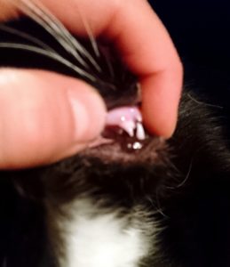 Zahngesundheit Bei Katzen Ein Schwieriges Thema Tierarztpraxis Dr Reinhold Erbing