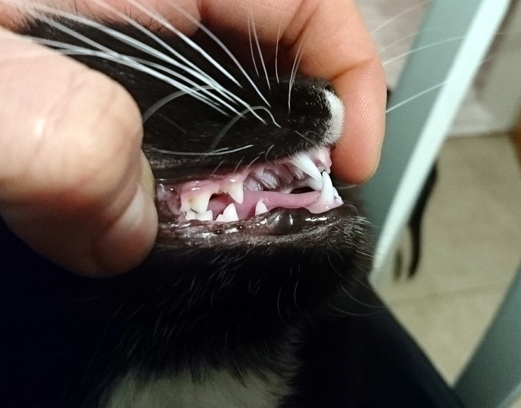 Zahngesundheit bei Katzen ein schwieriges Thema Tierarztpraxis Dr. Reinhold Erbing