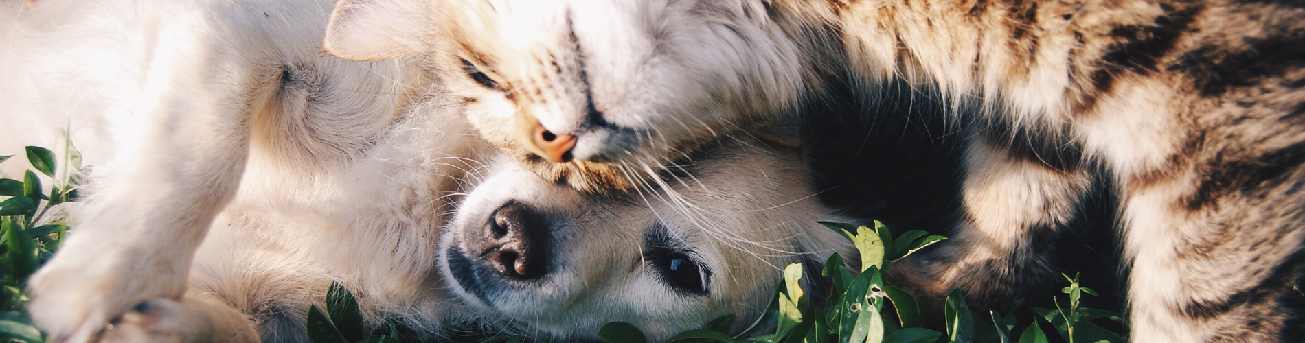 Der Abschied vom geliebten Haustier – Tierarztpraxis Dr. Reinhold Erbing Hund und Katze auf Rasen – Unsplash https://unsplash.com/de/fotos/9gz3wfHr65U