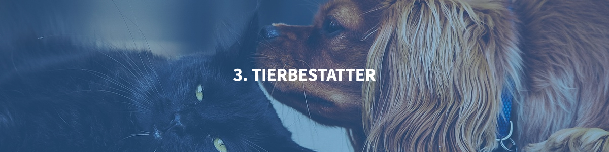 Auf die Trauer vorbereiten – Tierbestatter Hund und Katze - Quelle: Pixabay https://pixabay.com/de/photos/katze-k%c3%a4tzchen-hund-h%c3%bcndchen-2603395/