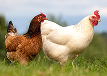 Unsere Leistungen für Hühner
